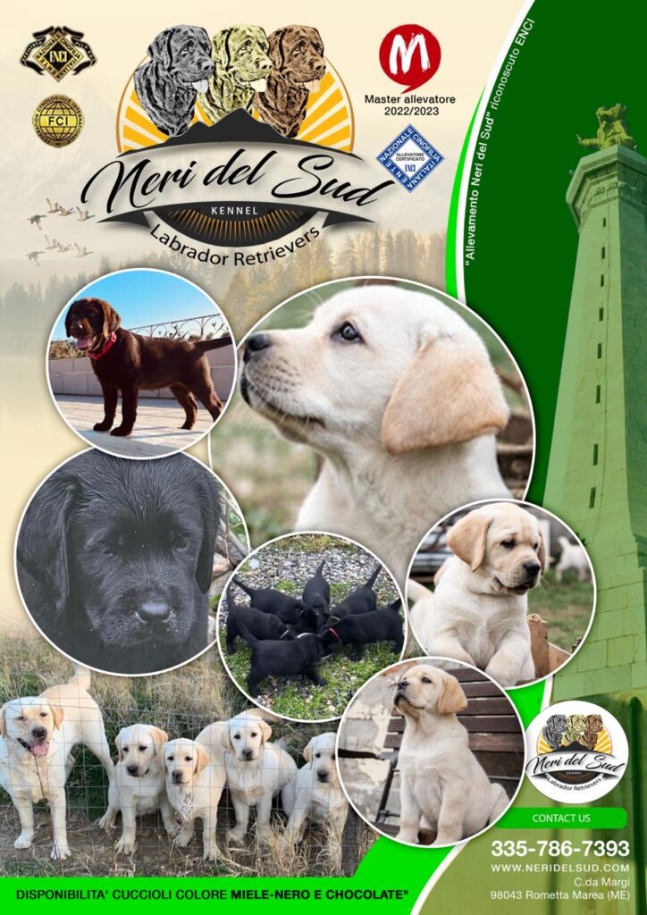 Splendida Cucciolata di Labrador Retriever  miele e di neri