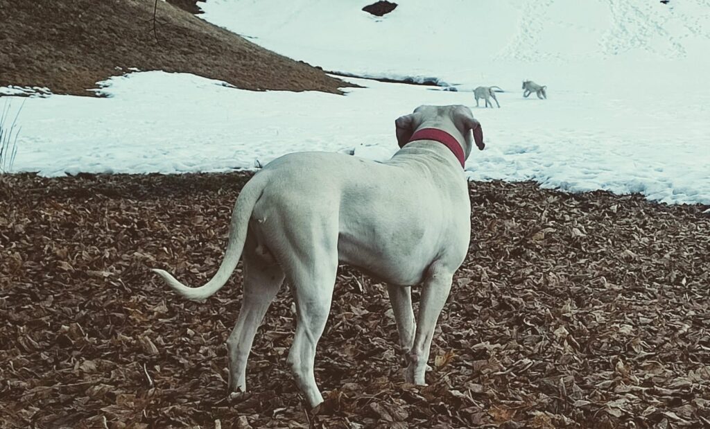 Cuccioli Dogo Argentino - Linea da Lavoro Originale