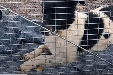 cane nel Gran Canyon