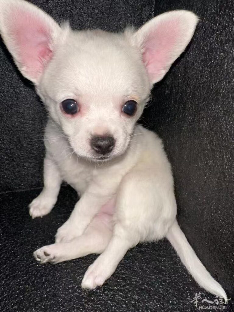 vendere i  cuccioli pomechi