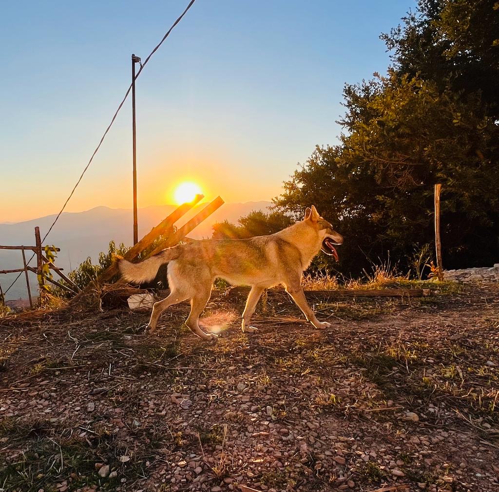 Cucciole di Cane Lupo Cecoslovacco