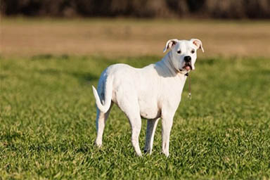 dogo argentino