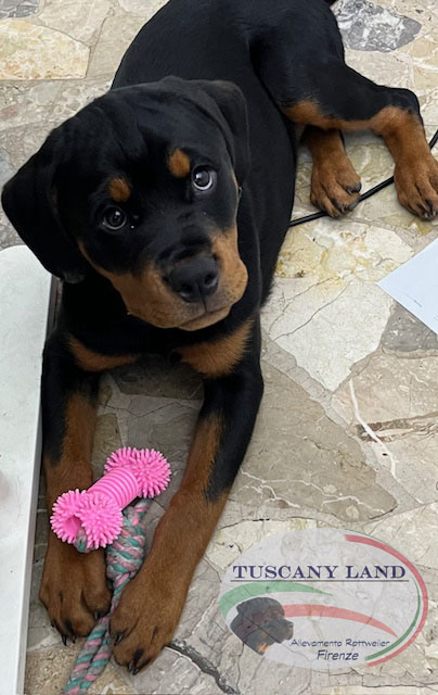 Cucciola di Rottweiler con pedigree