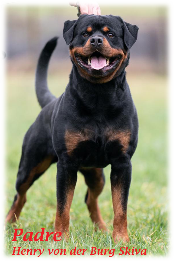 Cucciola di Rottweiler con pedigree