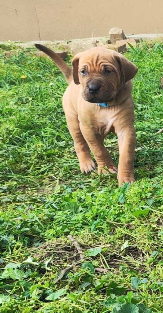 Cucciolata Tosa Inu meravigliosa!