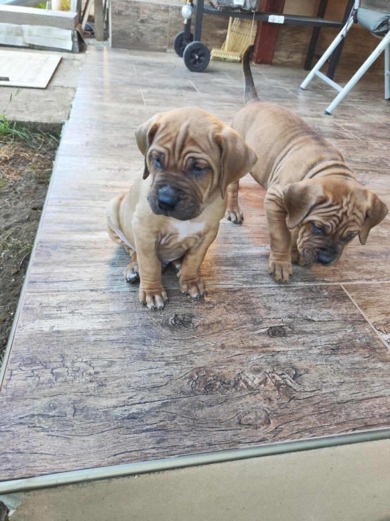 Cucciolata Tosa Inu meravigliosa!