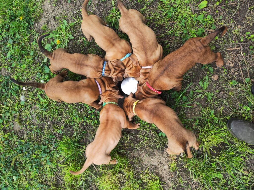 Cucciolata Tosa Inu meravigliosa!