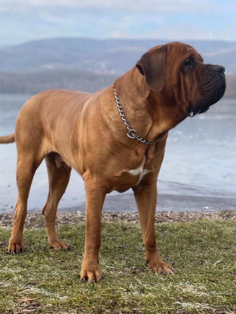 Cucciolata Tosa Inu meravigliosa!