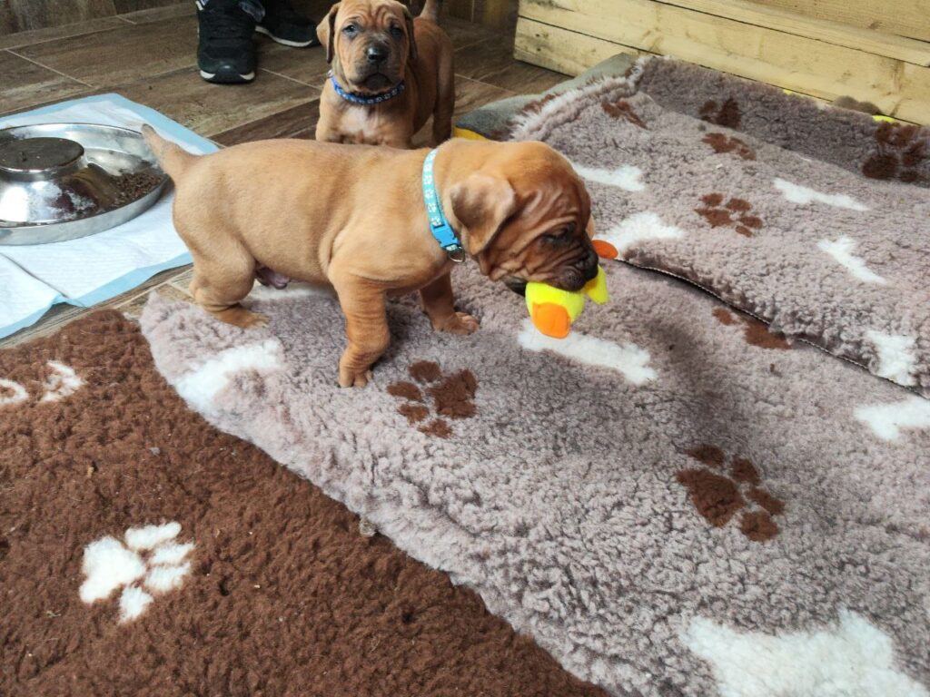 Cucciolata Tosa Inu meravigliosa!