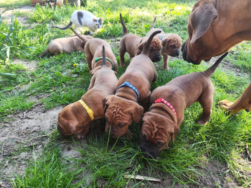 Cucciolata Tosa Inu meravigliosa!