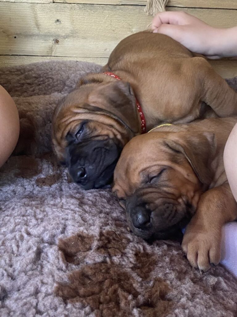 Cucciolata Tosa Inu meravigliosa!