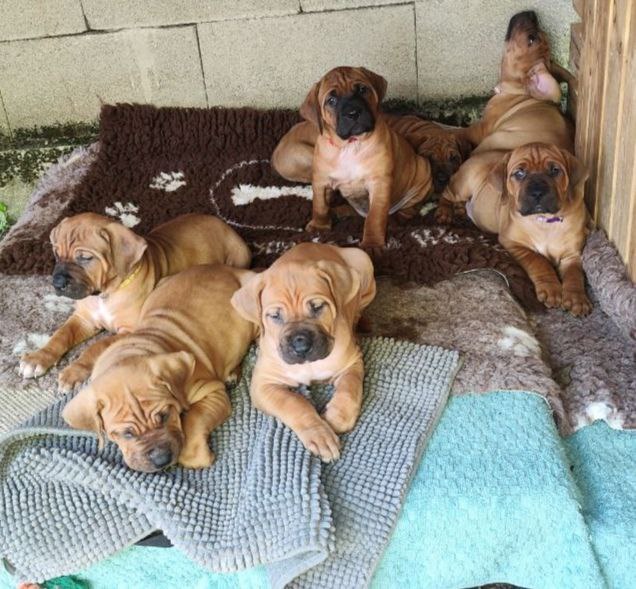 Cucciolata Tosa Inu meravigliosa!