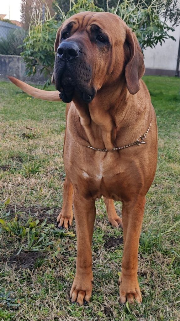 Cucciolata Tosa Inu meravigliosa!