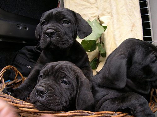 spettacolari cuccioli di Cane Corso