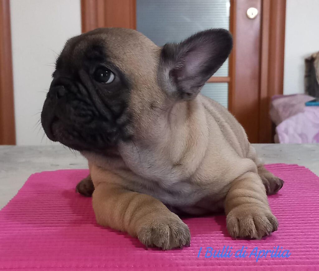 BULLDOG FRANCESE