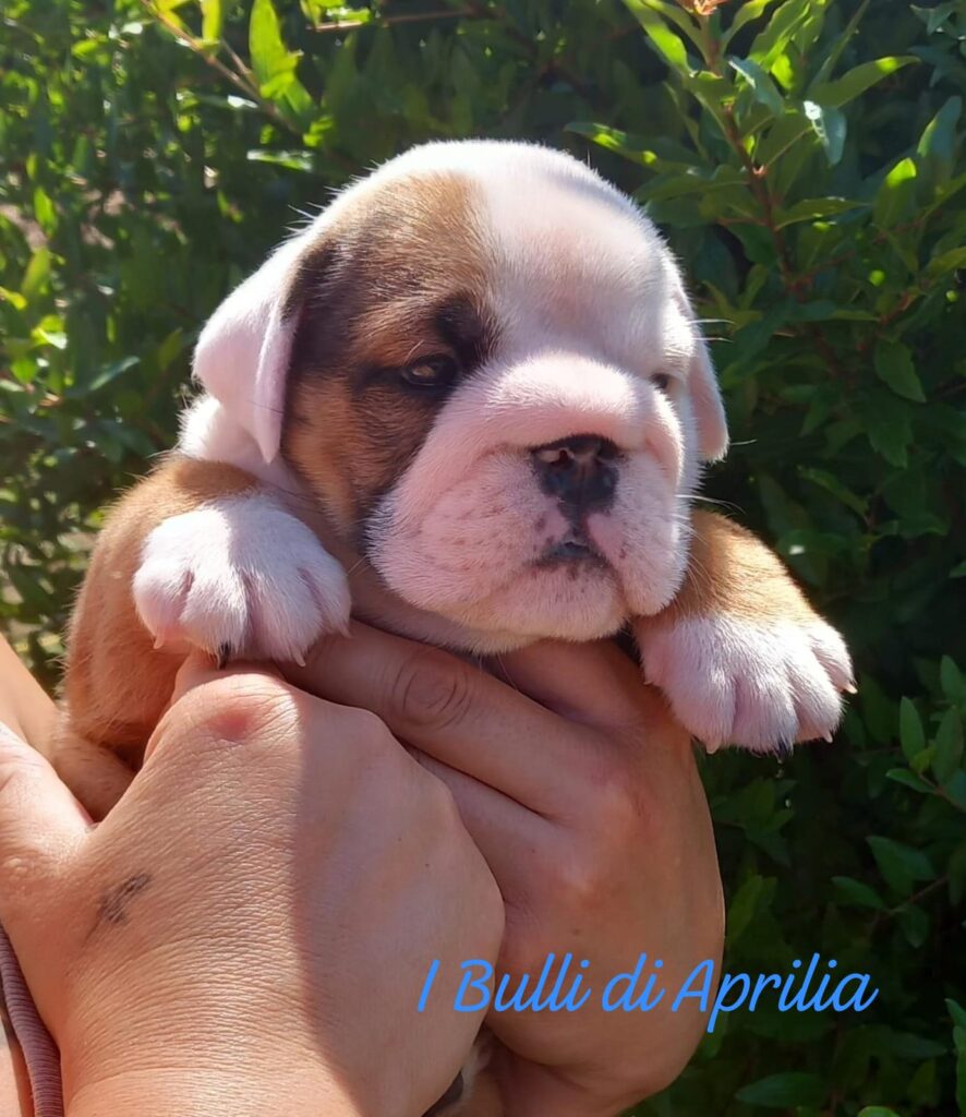 BULLDOG INGLESE