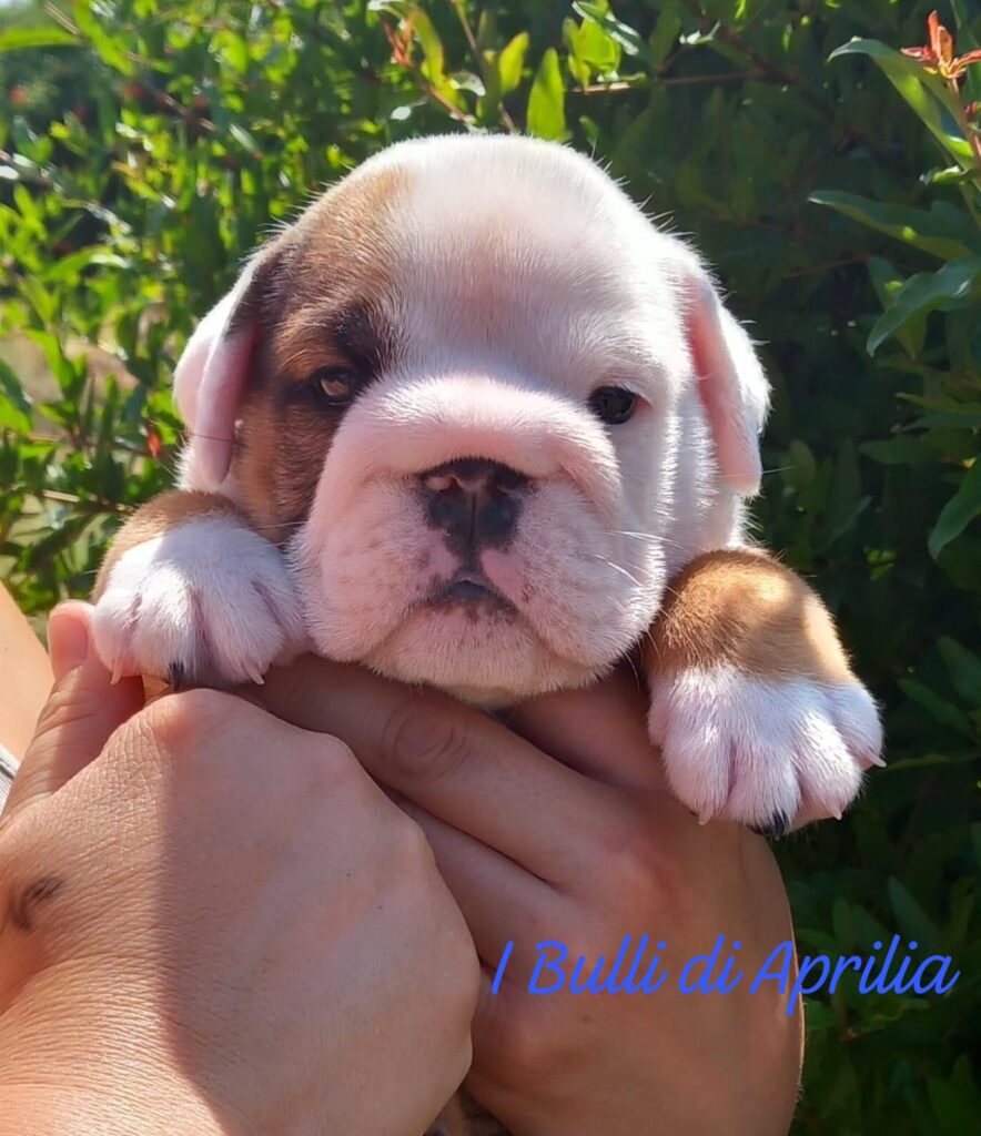 BULLDOG INGLESE