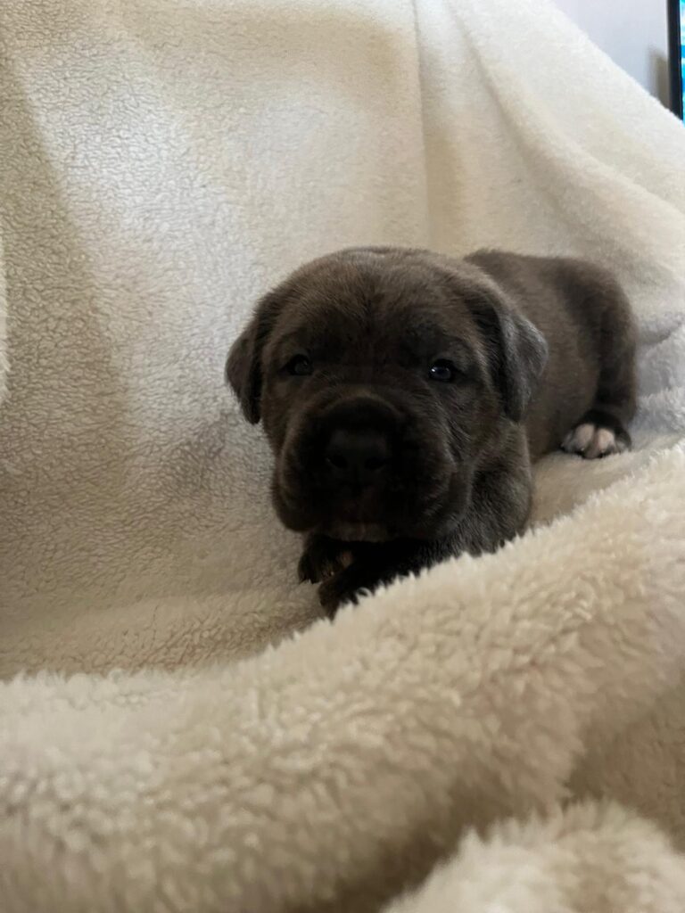 Cuccioli cane corso