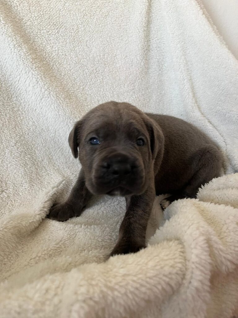Cuccioli cane corso