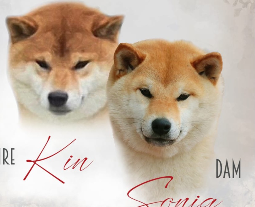 CUCCIOLE DI SHIBA INU