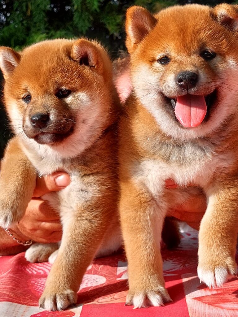 CUCCIOLE DI SHIBA INU