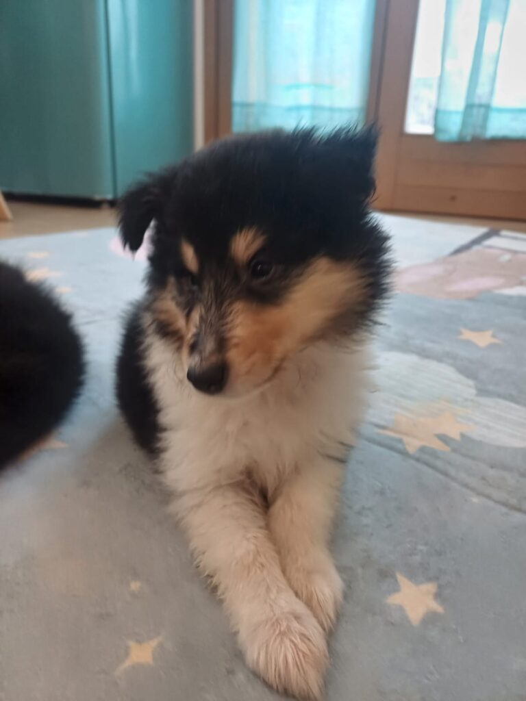 Cuccioli pastore scozzese a pelo lungo - Rough collie -