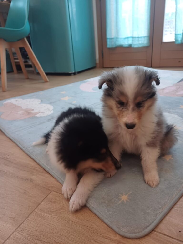 Cuccioli pastore scozzese a pelo lungo - Rough collie -