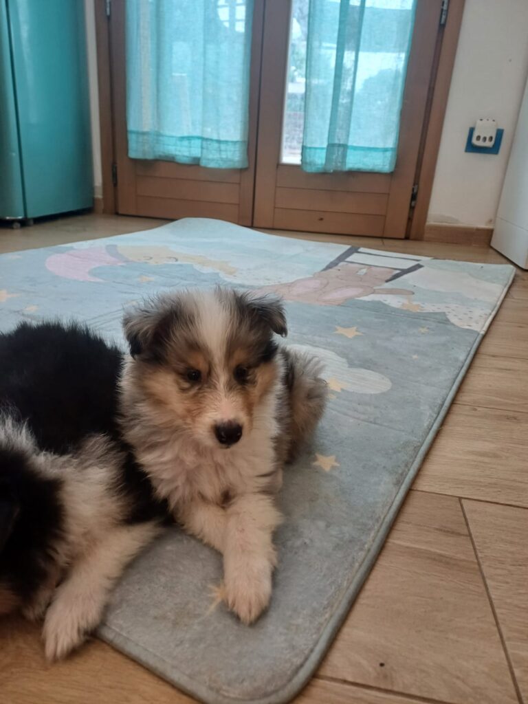 Cuccioli pastore scozzese a pelo lungo - Rough collie -