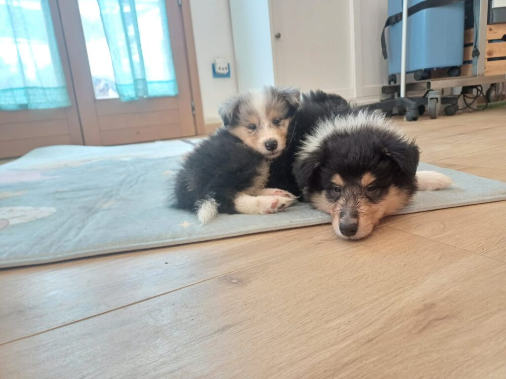 Cuccioli pastore scozzese a pelo lungo - Rough collie -