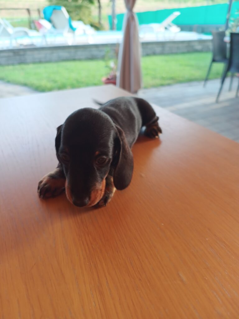 BASSOTTI TEDESCHI PELO CORTO