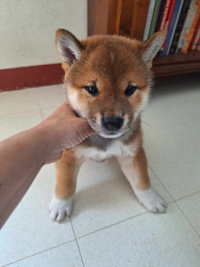 Splendido ultimo maschio shiba inu disponibile