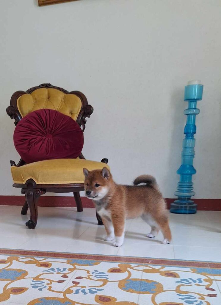 Splendido ultimo maschio shiba inu disponibile