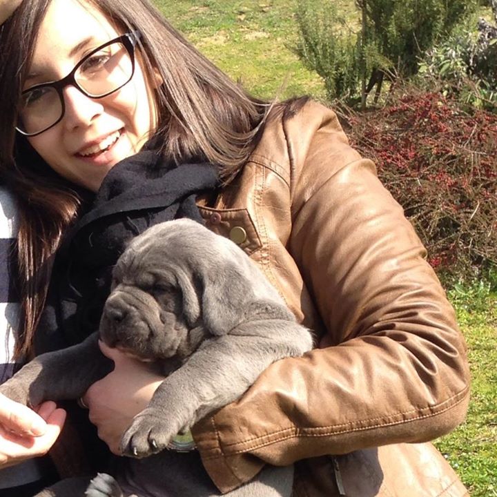 spettacolari cuccioli di Cane Corso