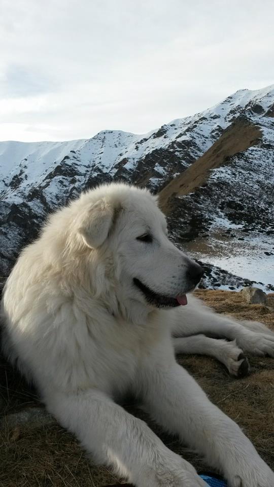 Spettacolari cuccioli di Pastore Maremmano Abruzzese