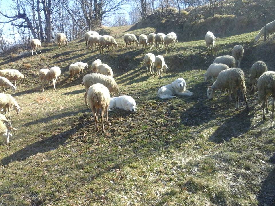 Spettacolari cuccioli di Pastore Maremmano Abruzzese