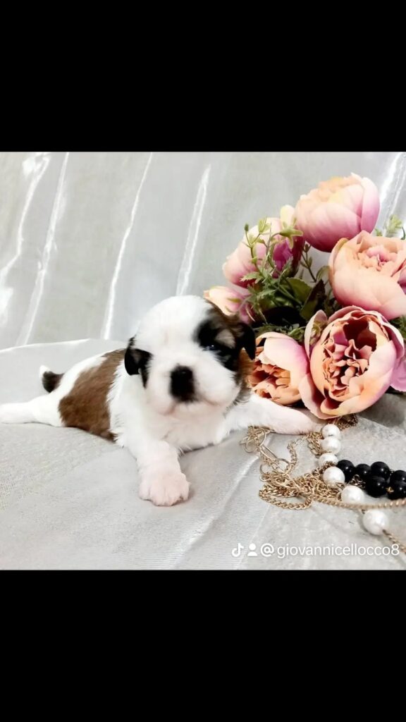 Nuova cucciolata shih Tzu