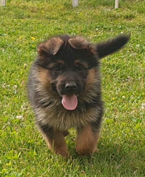 VENDO CUCCIOLI DI PASTORE TEDESCO