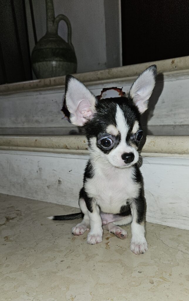 Chihuahua
