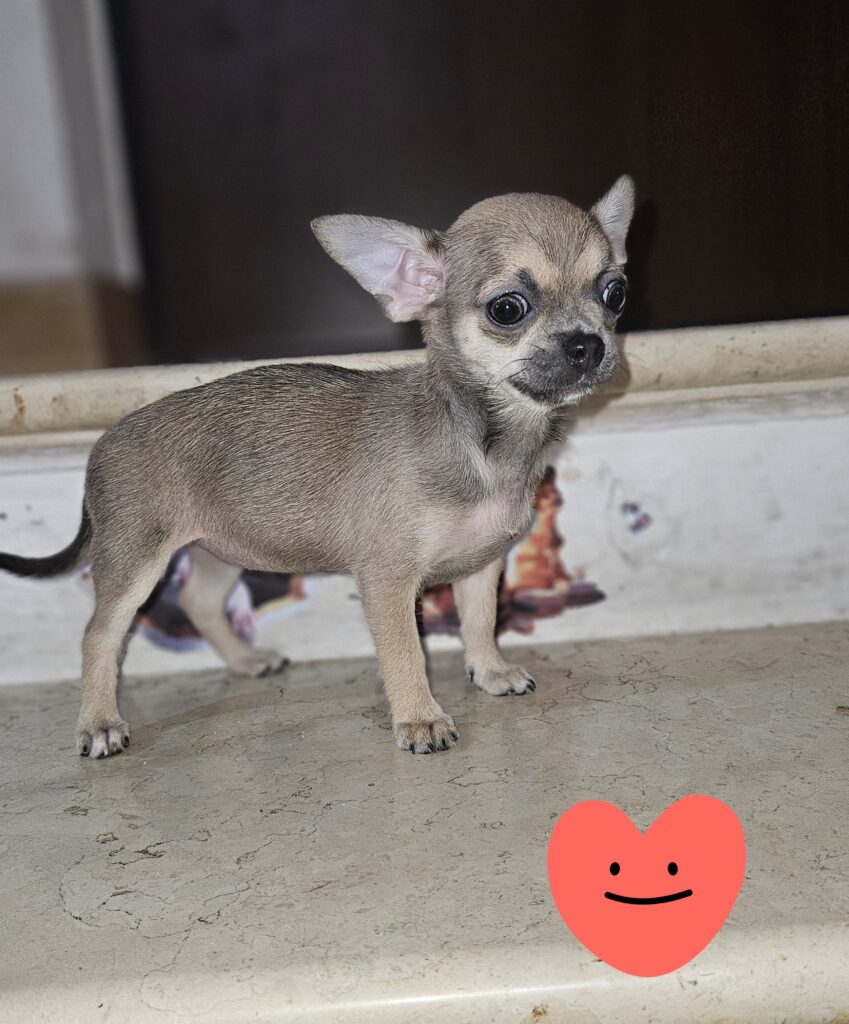 Chihuahua