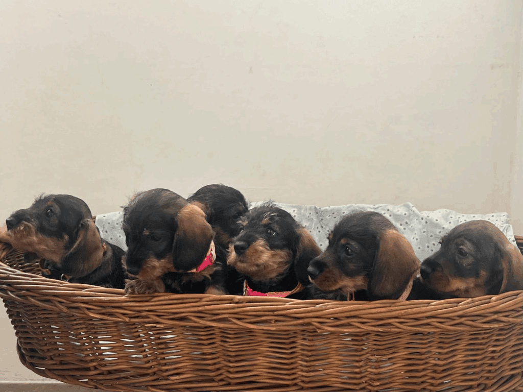 bassotto a pelo duro