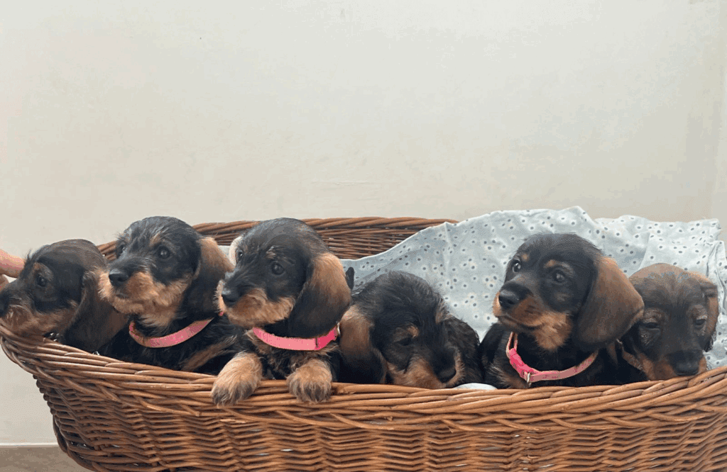 bassotto a pelo duro