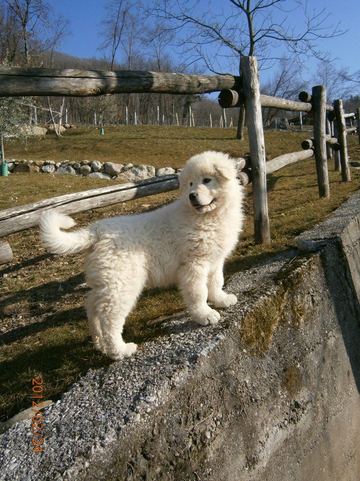 Spettacolari cuccioli di Pastore Maremmano Abruzzese