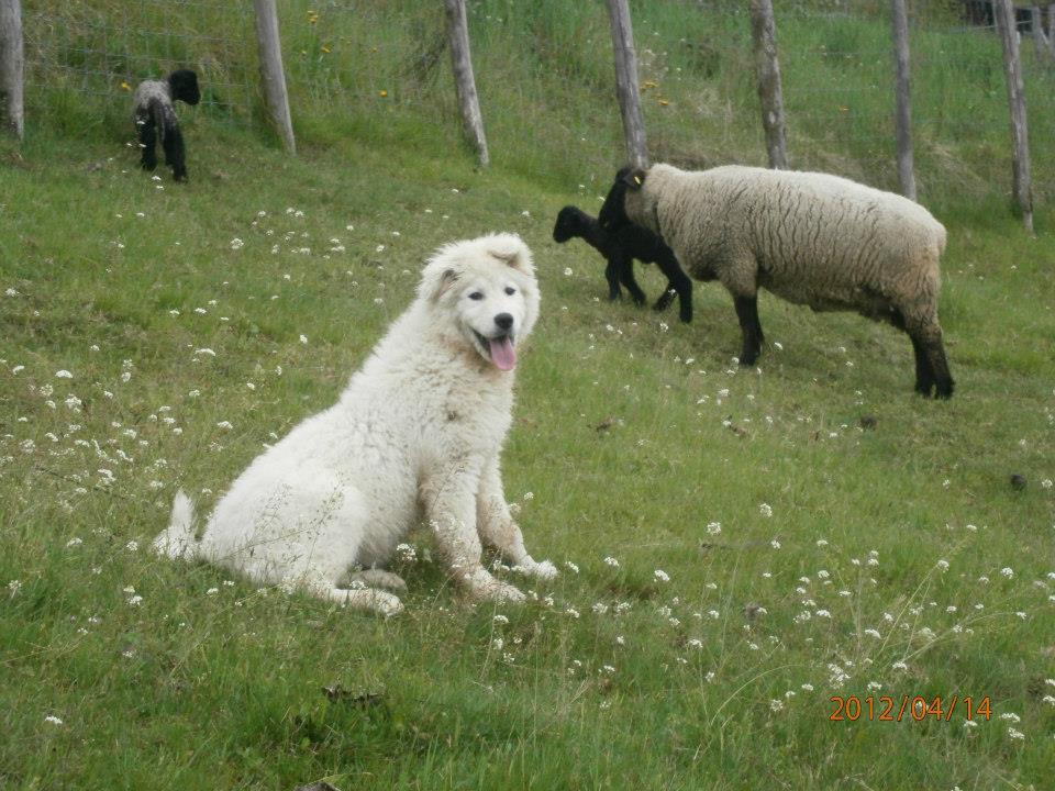 Spettacolari cuccioli di Pastore Maremmano Abruzzese