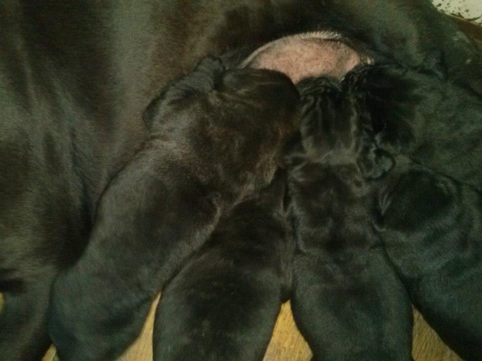 spettacolari cuccioli di Cane Corso