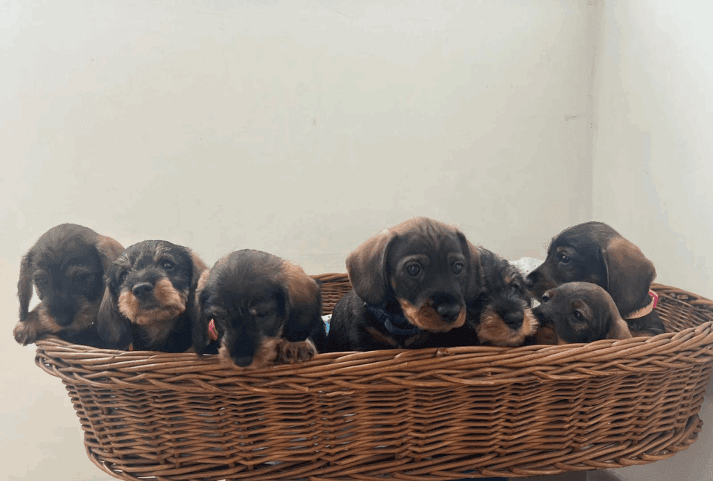 bassotto a pelo duro