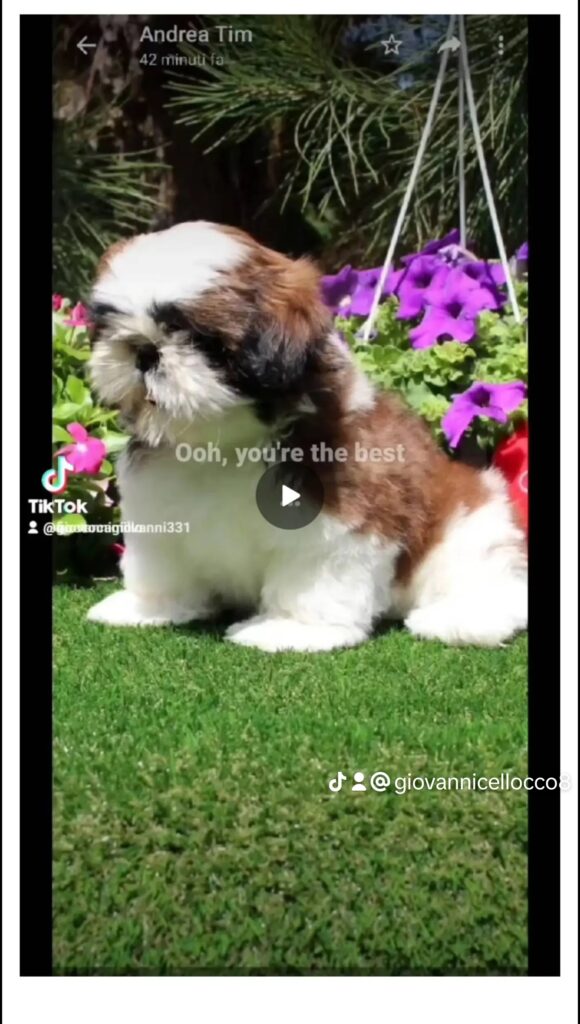 Nuova cucciolata shih Tzu