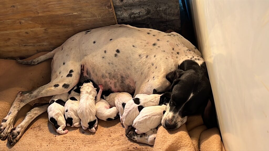 cuccioli pointer inglese cani caccia alta genealogia