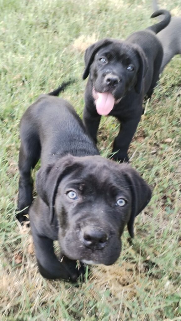 Cuccioli Cane Corso maschi