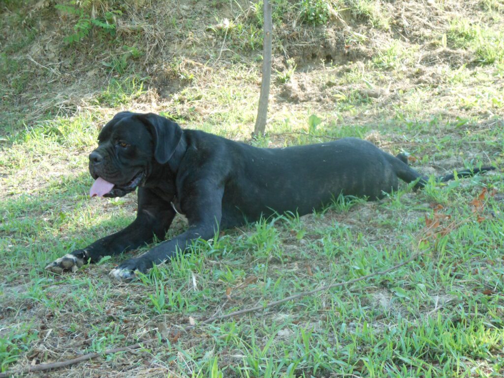 spettacolari cuccioli di Cane Corso