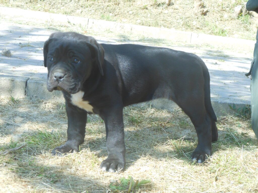 spettacolari cuccioli di Cane Corso